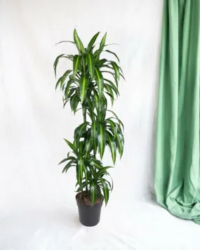 Dracaena hawaiiana 140cm - plante d'intérieur